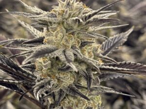 Cannabis Production Staff