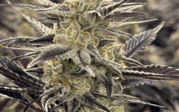 Cannabis Production Staff
