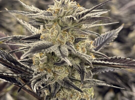 Cannabis Production Staff